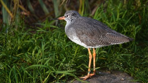 Close-up of bird perching on grass