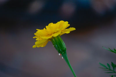 Close-up of yellow flowering plant