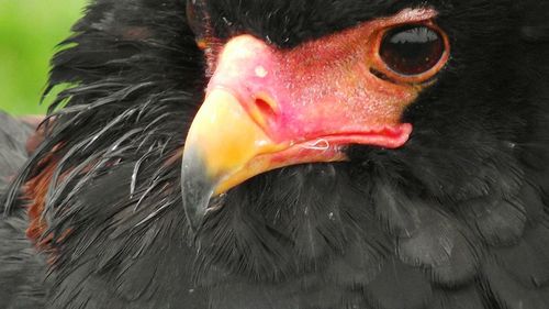 Close-up of a bird