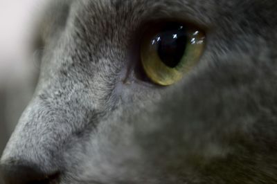 Close-up portrait of a dog