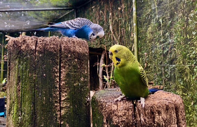 Bird perching on wooden post