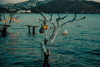 Dead plant hanging over sea