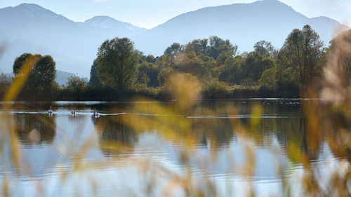 Scenic view of lake by trees against sky