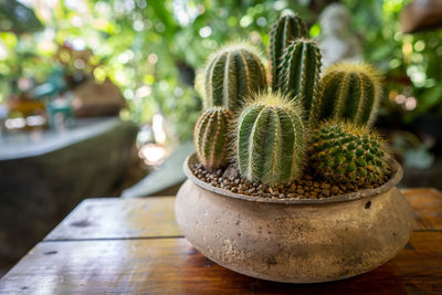 Close-up of succulent plant in pot