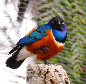 Close-up of bird perching on rock