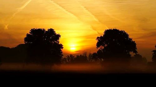 Silhouette of trees at sunset