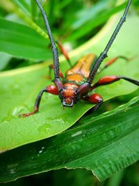 Close-up of insect on plant