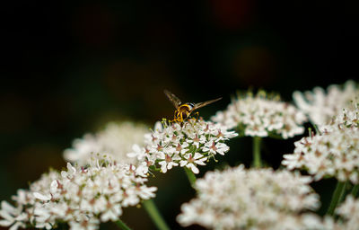 Close-up of bee pollinating on flower