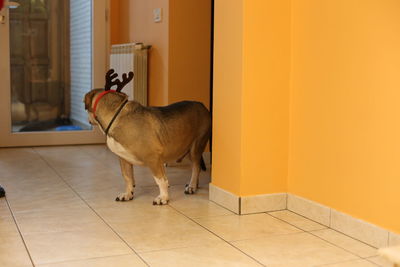 Dog standing on tiled floor