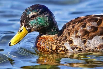 Close-up of mallard duck swimming in lake