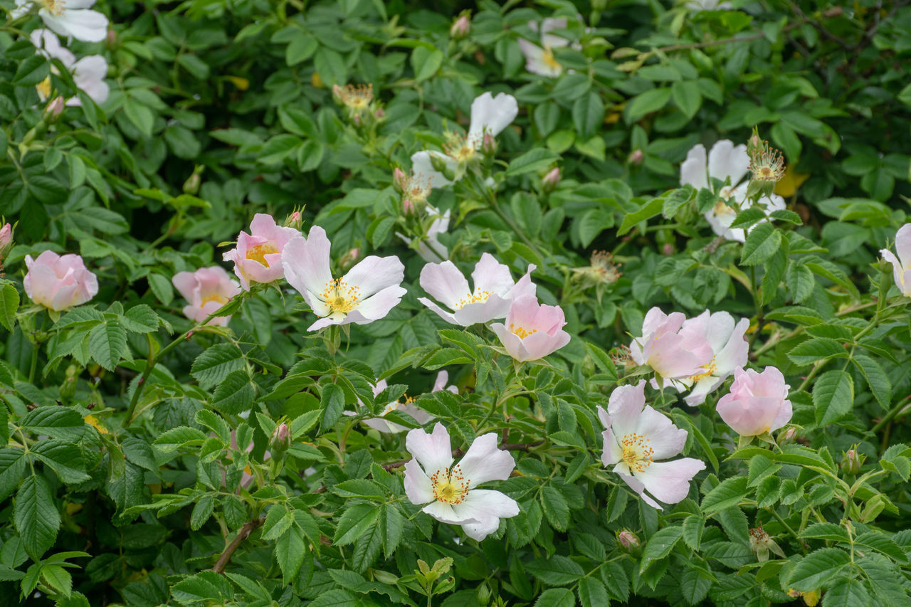 CLOSE-UP OF WHITE FLOWERING PLANTS