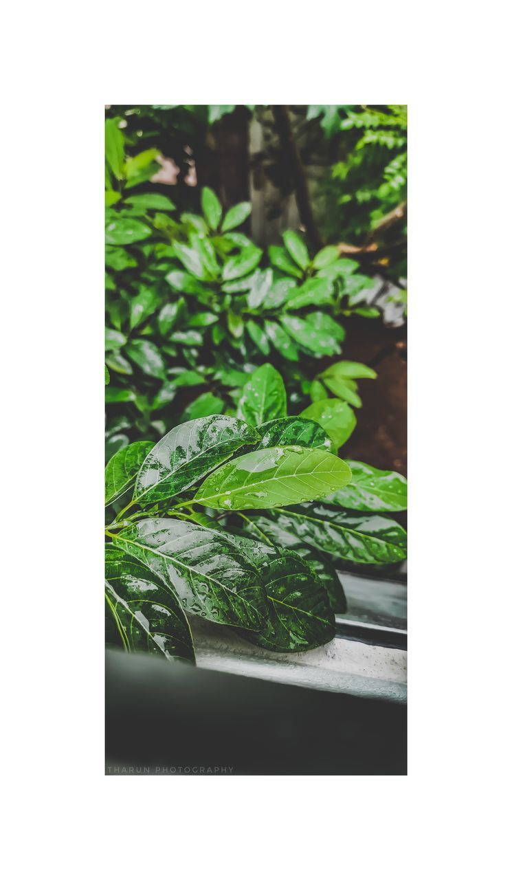 CLOSE-UP OF POTTED PLANT LEAVES