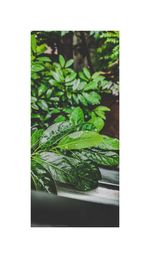 Close-up of potted plant against white background