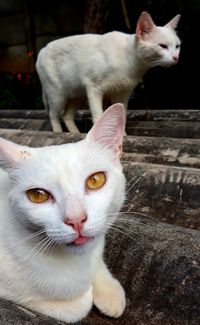 Close-up portrait of a cat