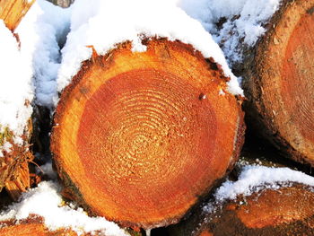 Close-up of snow on log