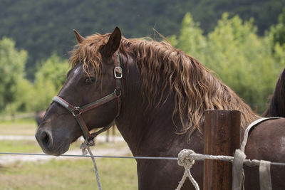 Horse in ranch