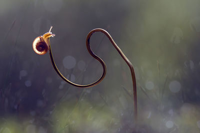 Close-up of snail on vine
