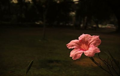 Close-up of pink flower