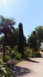 Trees by plants against clear sky