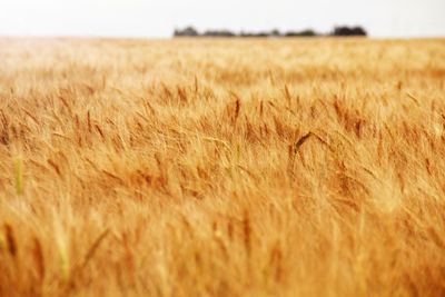 Crop on field