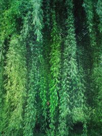High angle view of pine trees in forest