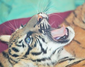 Close-up of tiger