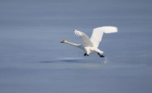 White swan flying over lake