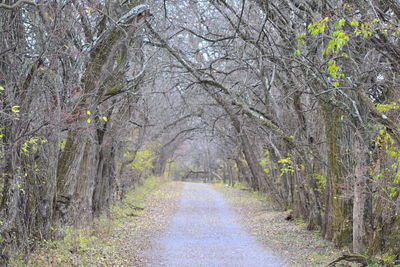 Road amidst trees in forest