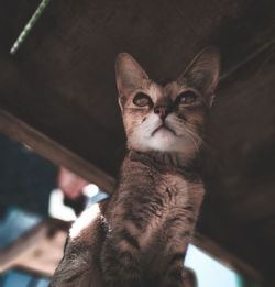 Close-up portrait of cat