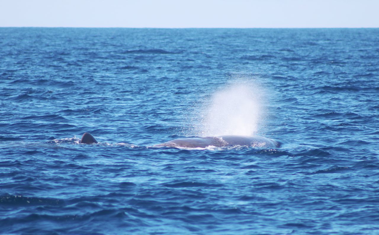 VIEW OF SWIMMING UNDERWATER