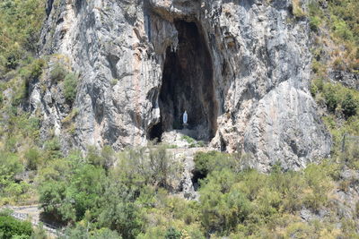 Trees growing on rock