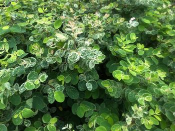 Full frame shot of wet plants on field