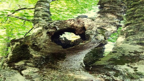 Close-up of tree trunk in forest