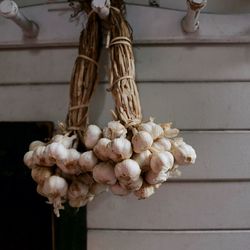 Close-up of white flower hanging on wall