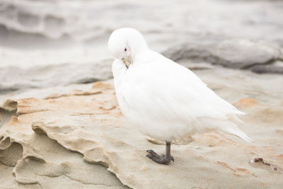 Close-up of seagull perching on land