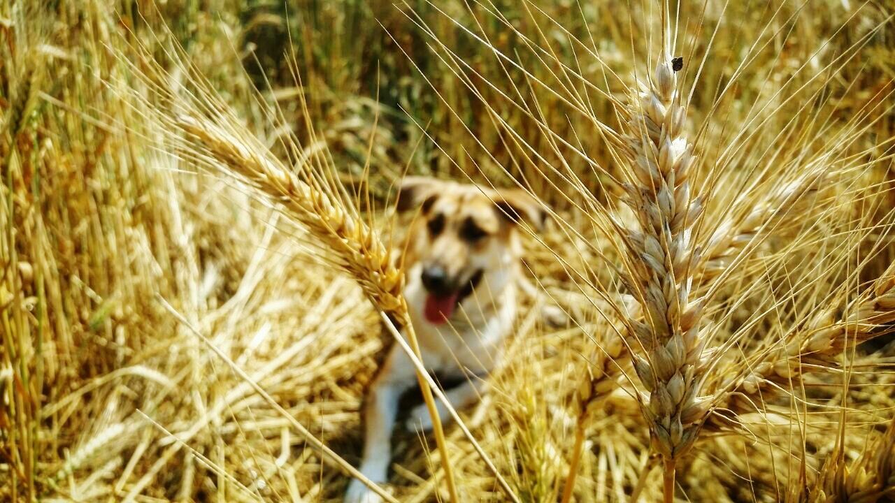 CLOSE-UP OF WHEAT ON GRASS