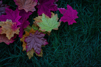 Close-up of maple leaves on field