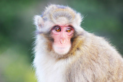 Close-up portrait of monkey