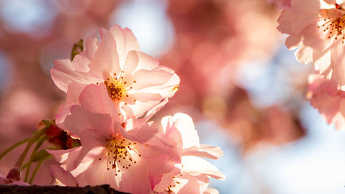 Close-up of pink cherry blossoms