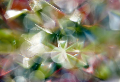 Close-up of white flowers