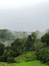 Trees in forest against sky