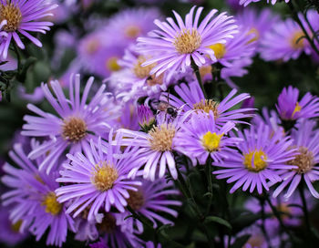 Close-up of purple flowering plants