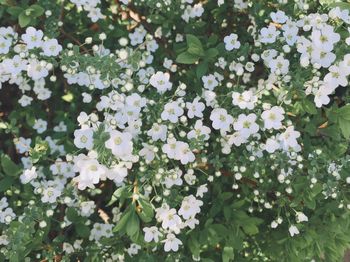 Close-up of white flowers