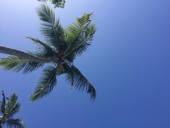 Low angle view of palm tree against clear blue sky