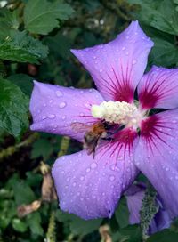Close-up of bee on purple flower
