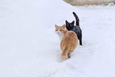 Cat standing in snow on field during winter