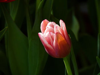 Close-up of pink tulip