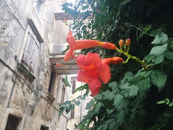 Close-up of red flowers growing on tree