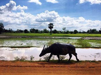 Horse in farm against sky