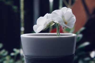 Close-up of white rose flower